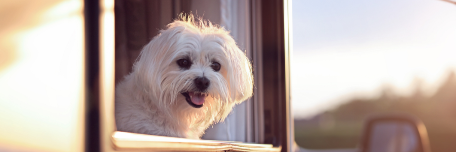 Dicas para evitar um ataque de calor cão, calor