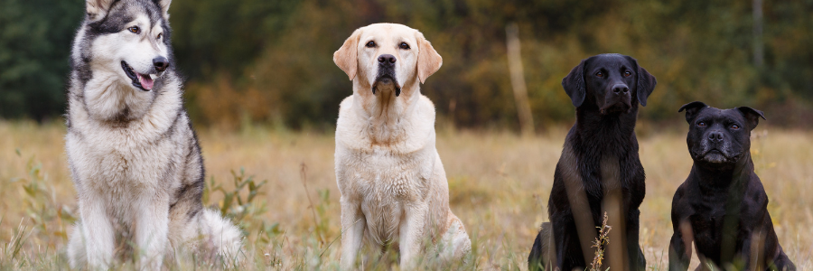 Qual a raça de cão que melhor se adequa ao teu estilo de vida? cães, estilo de vida