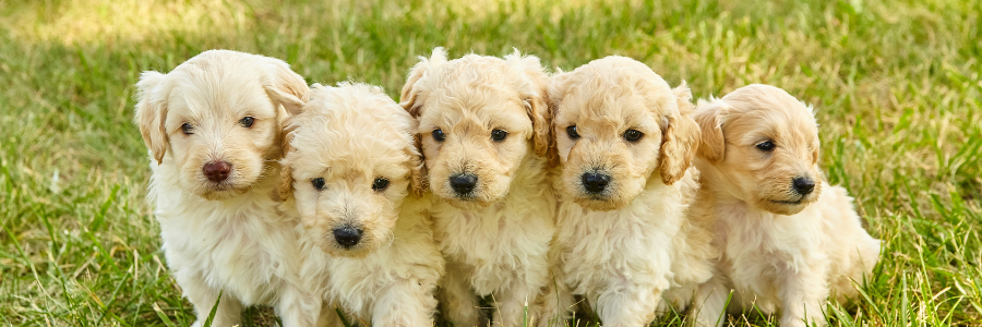 Como eliminar as pulgas nos cachorros recém-nascidos? Como eliminar as pulgas nos cachorros recém-nascidos?