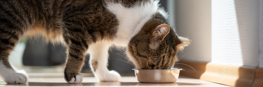 Deixar a comida dos gatos disponível todo o dia, sim ou não? gato, comida disponível