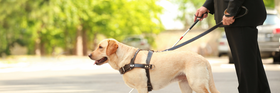 Sabes como atuar perante um cão-guia? cão-guia