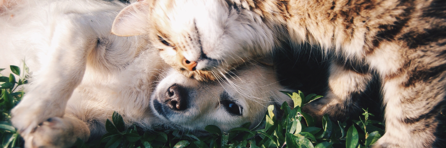 O calor pode afetar negativamente o teu animal de estimação. calor