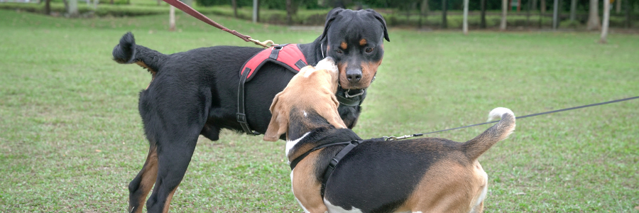 Cão: Porque é importante passear o meu patudo? cão