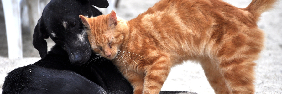 Cães e Gatos Adultos: 6 benefícios da adoção Cães e Gatos Adultos: 6 benefícios da adoção