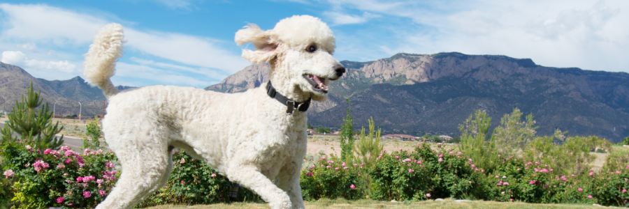 Quais são as raças de cães mais energéticas? Quais são as raças de cães mais energéticas?