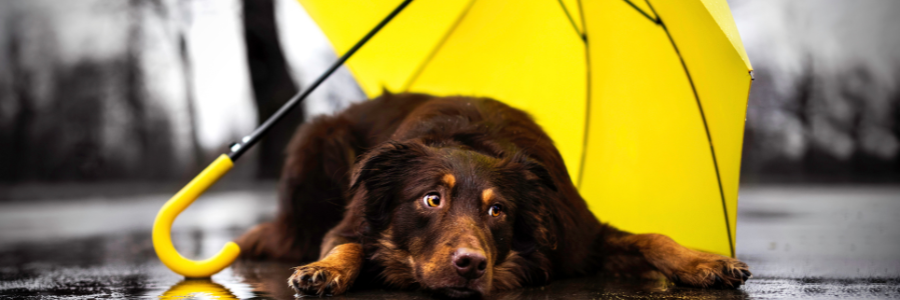 Dias de Chuva: Como Ajudar o Meu Cão chuva