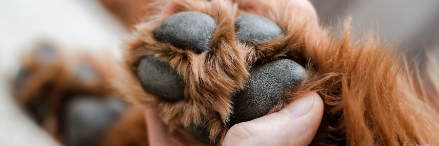 Como cuidar das patas do teu cão no verão: 2 maiores perigos patas de cão, calor