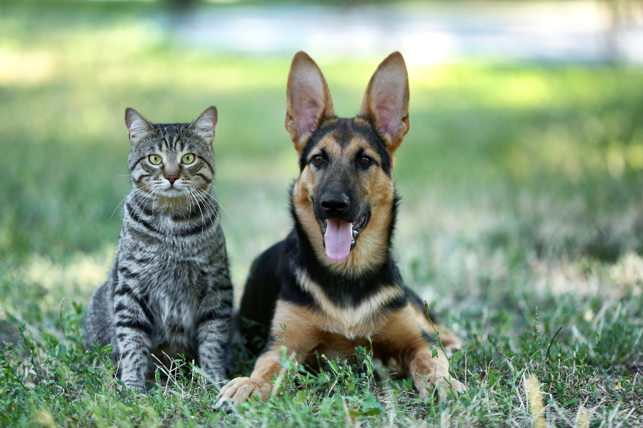 cão e gato, adulto, juntos , amigos