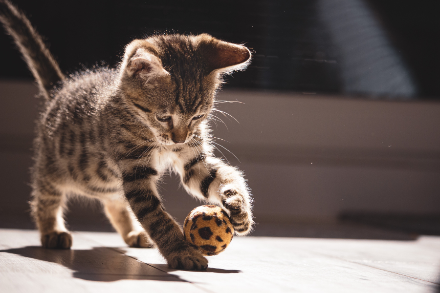 gato tigrado, a brincar, fazer exercicios