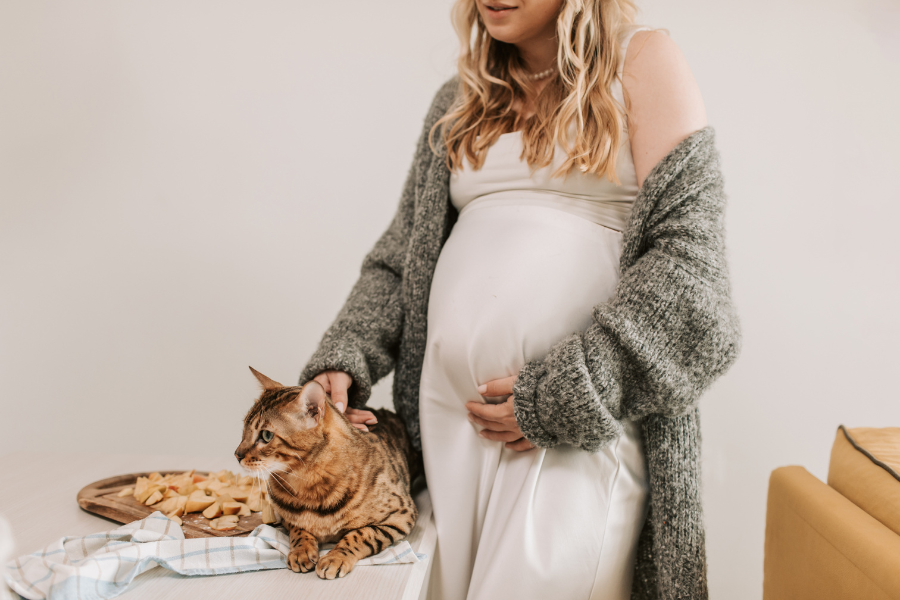 Toxoplasmose, grávidas e gatos: desvendar mitos falsos Toxoplasmose, grávidas e gatos: desvendar mitos falsos