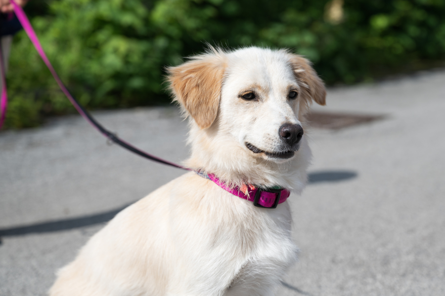 cão