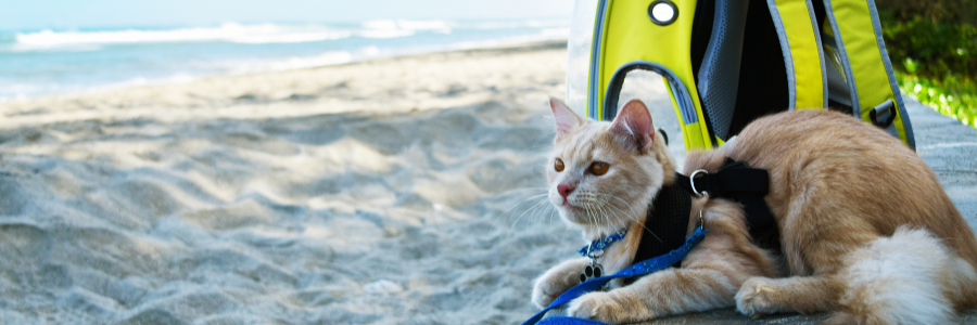 15 Dicas de Viagem com Animais de Estimação Viagem