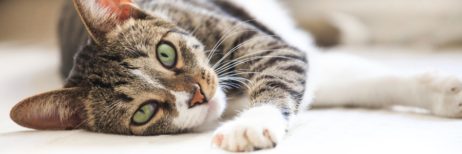 Cães e Gatos: 8 Fatores da Linguagem Corporal cão ou gato