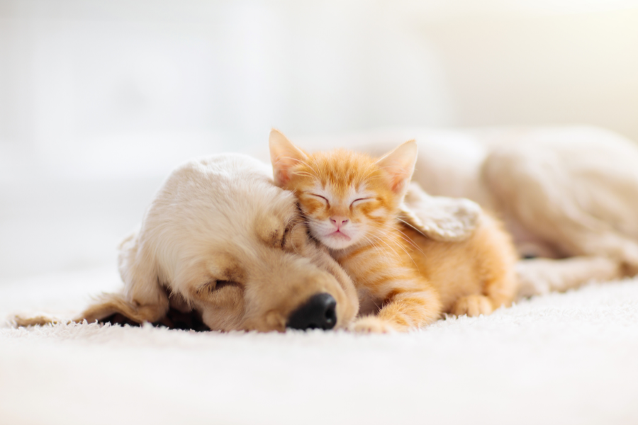 Cães e gatos