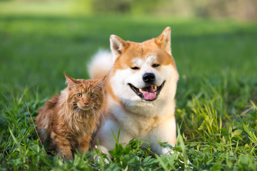 alergias cãe e gatos