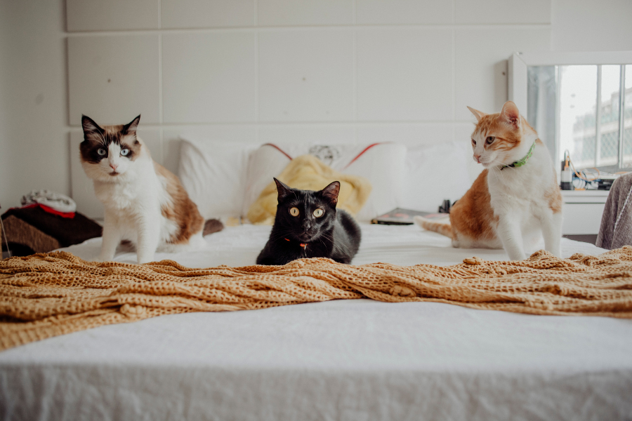 gatos em casa
