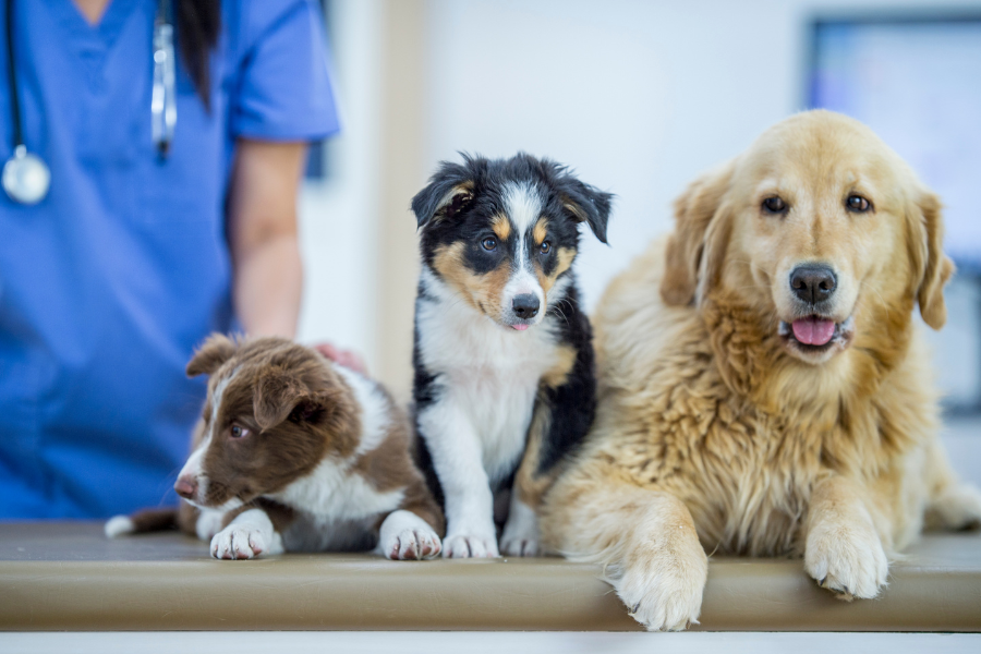 veterinário