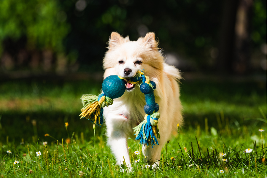 brinquedos cães e gatos