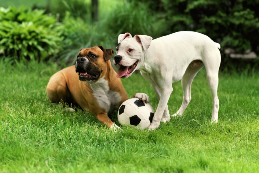cão socialização