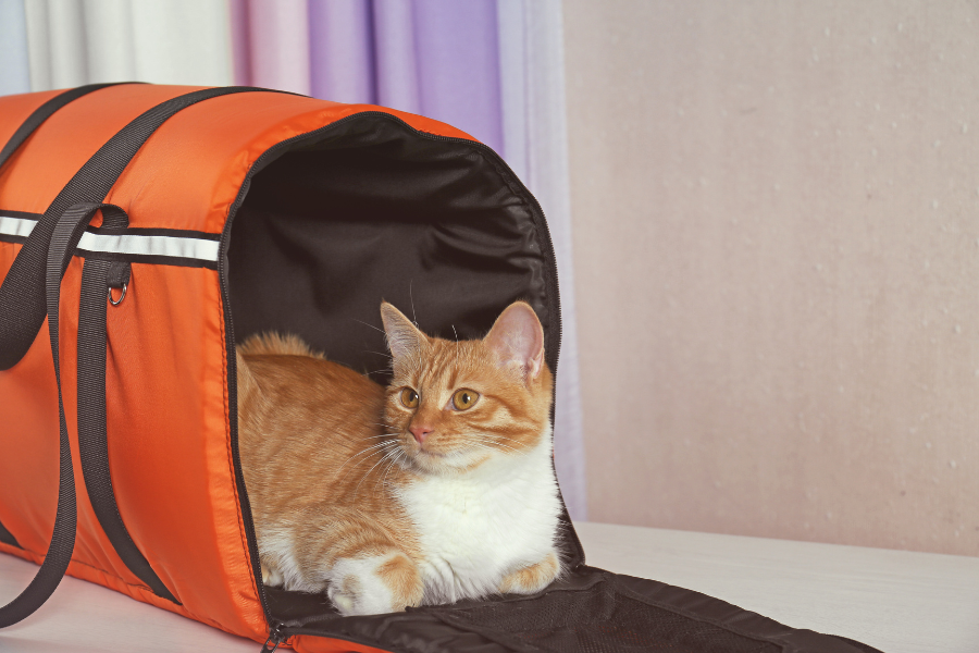 caixa de transporte cães e gatos