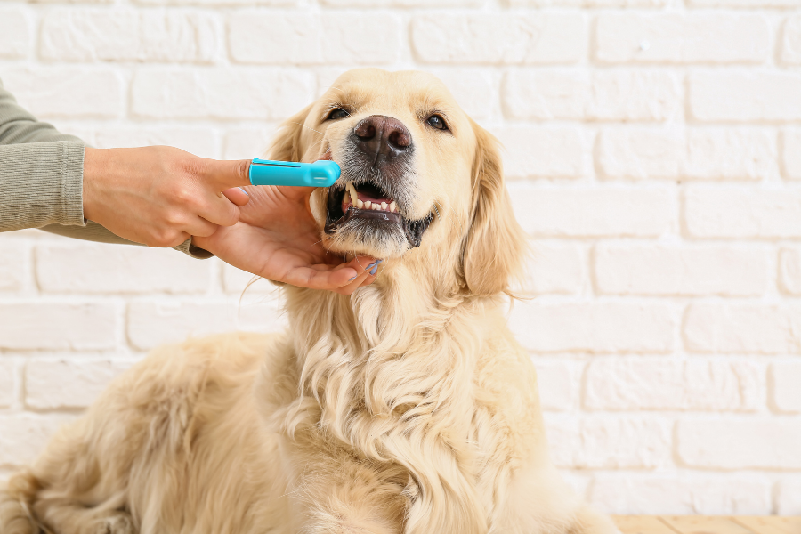 limpeza de dentes para cães e gatos