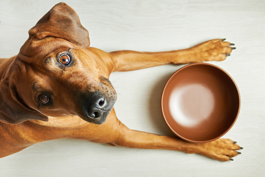 desidratação em cães e gatos
