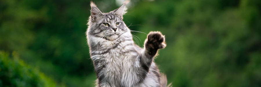 6 Técnicas de correção para gatos de hábitos indesejados 6 Técnicas de correção para gatos de hábitos indesejados