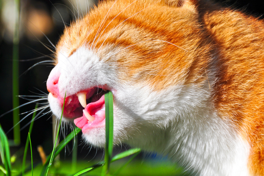 gato a comer erva