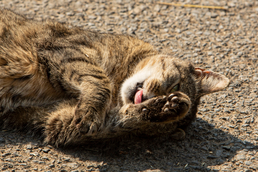 comportamento felino