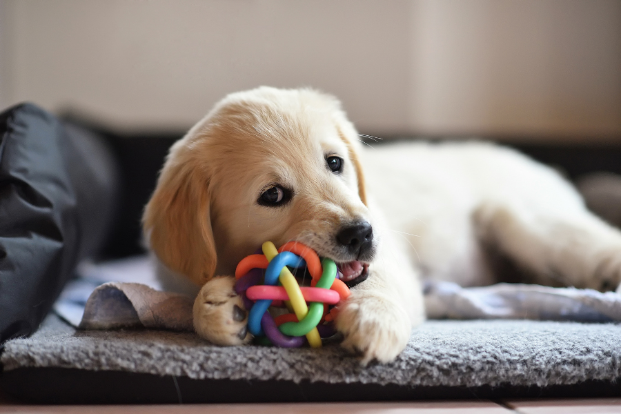 brinquedos para animais