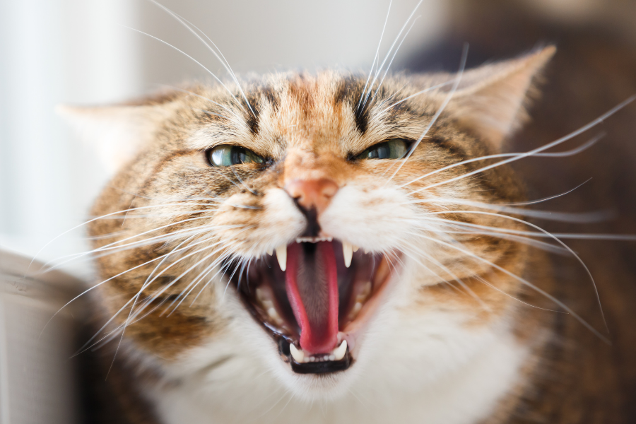 agressividade em animais