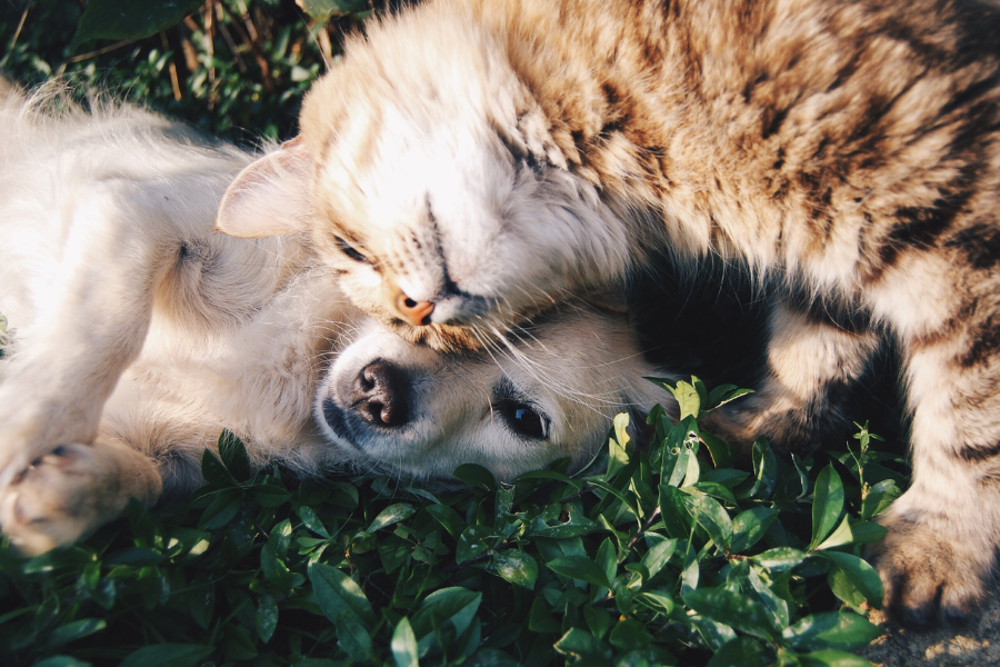 lenda pet food