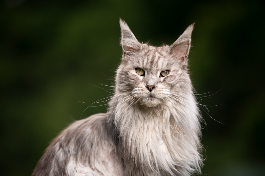 Maine Coons -alimentação