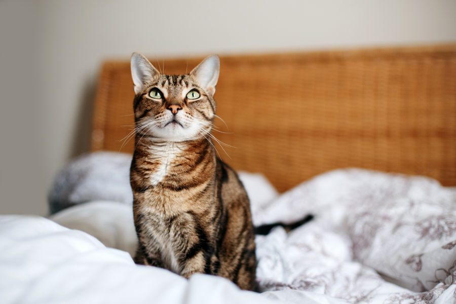 gato, xixi na cama