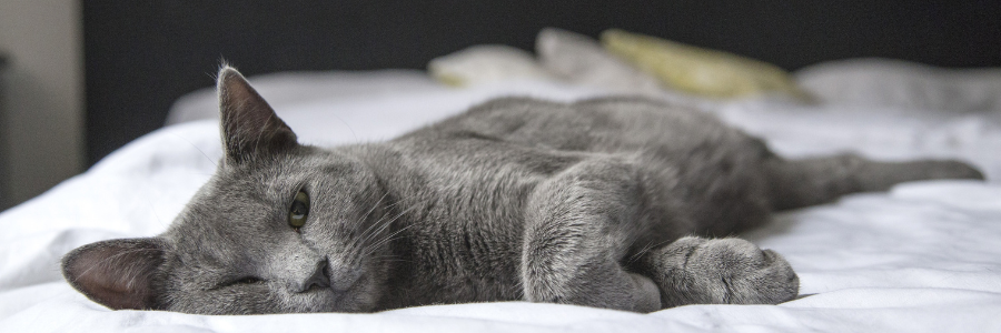 Por que o meu gato urina na minha cama? gato, xixi na cama