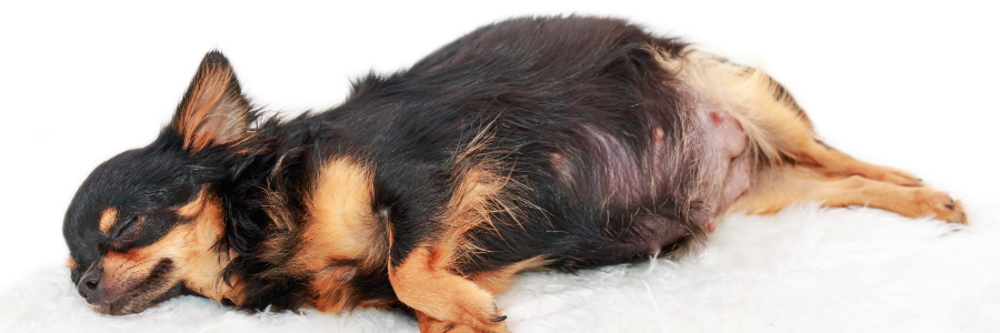Dúvidas frequentes sobre reprodução das cadelas! reprodução canina, cadela