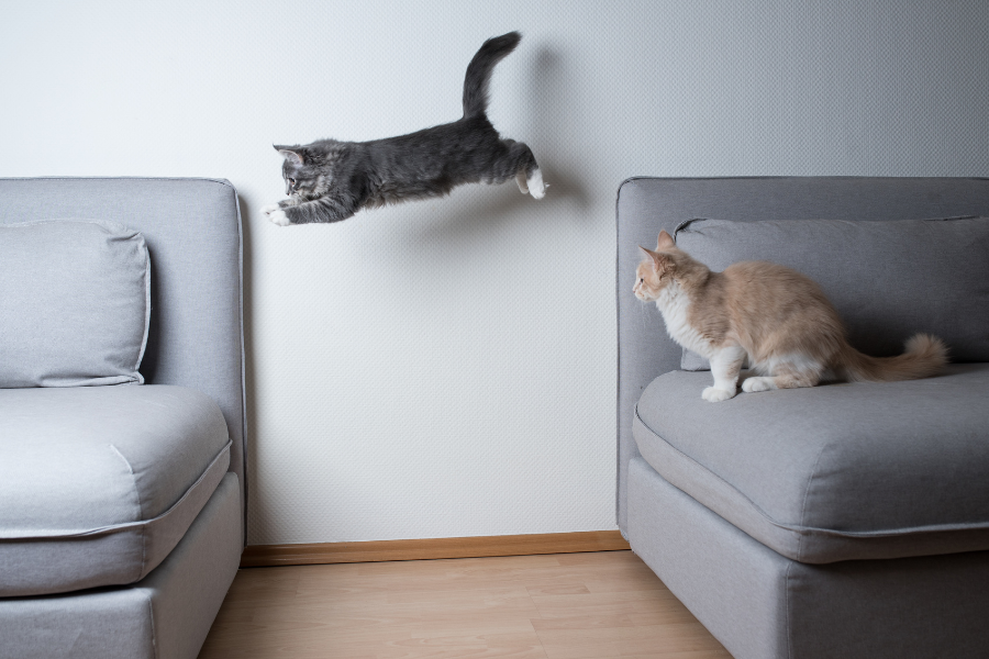 gatos