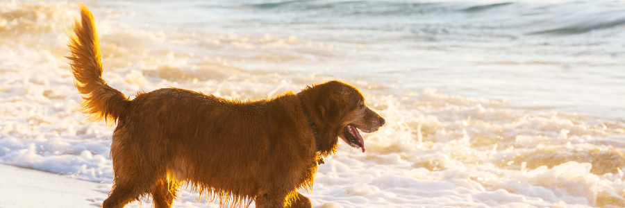 O que acontece se o meu cão bebe água do mar? O que acontece se o meu cão bebe água do mar?