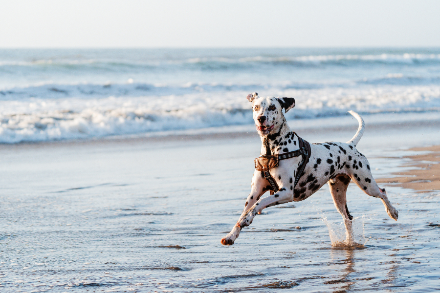 cão no mar