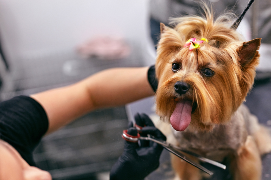 cortar o pelo