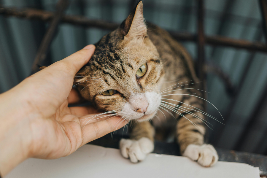 ronronar dos gatos