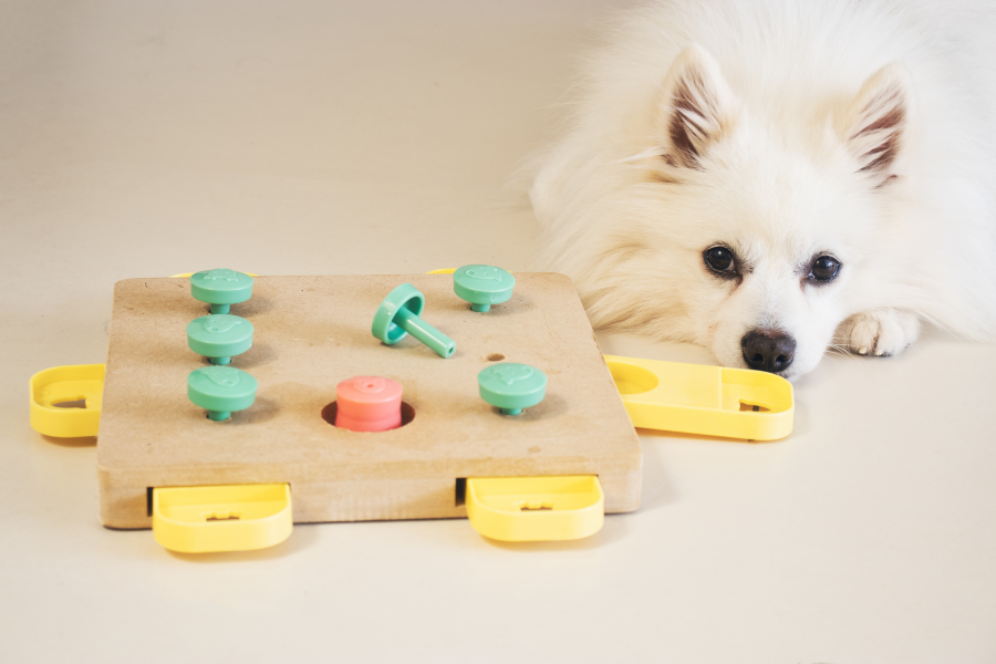 jogos para cães e gatos