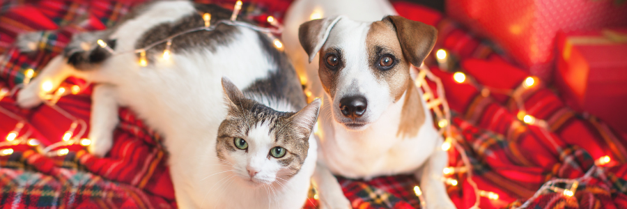 Um patudo não é uma prenda, é uma responsabilidade! cão e gato no natal