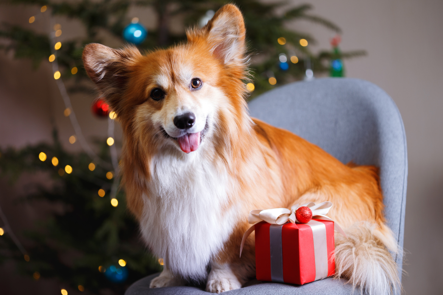 8 Ideias de prendas para cães
