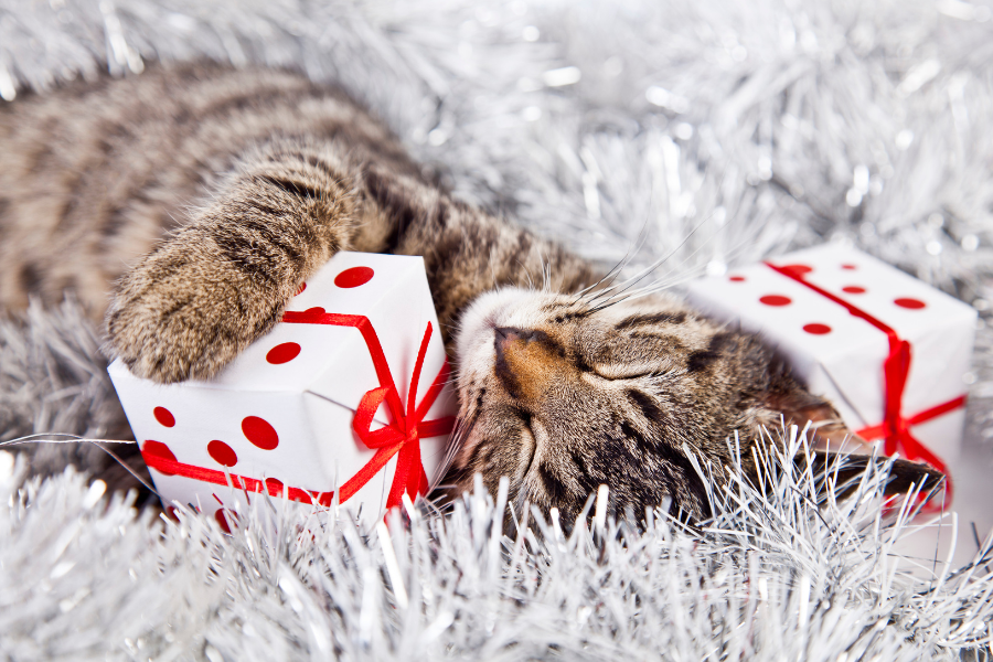 6 ideias de prendas para gatos