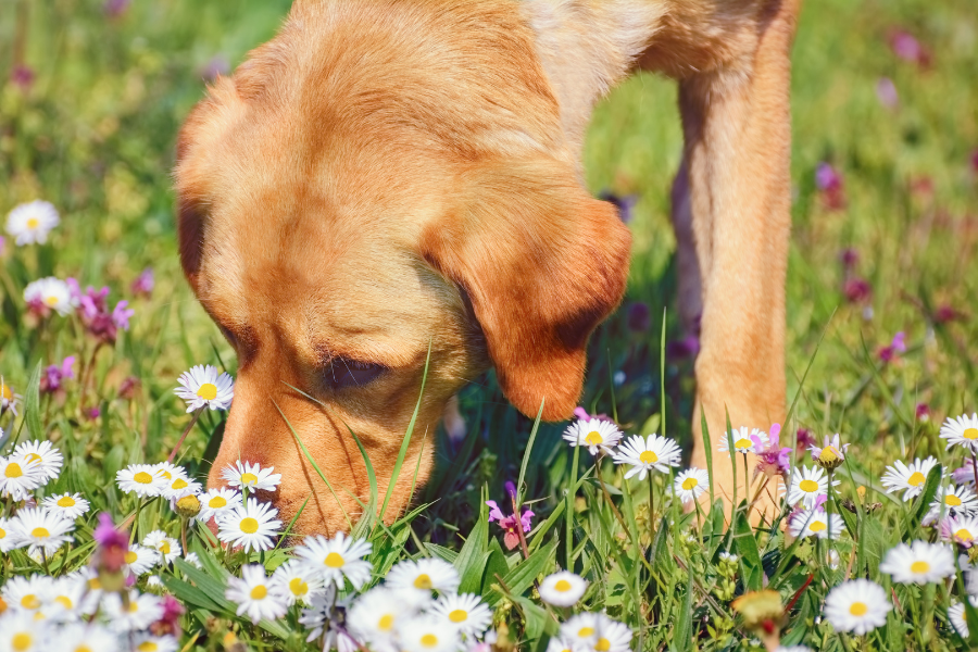 4 plantas comuns na primavera perigosas para os patudos
