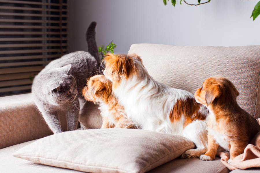 Alergias ambientais e alimentares em cães e gatos