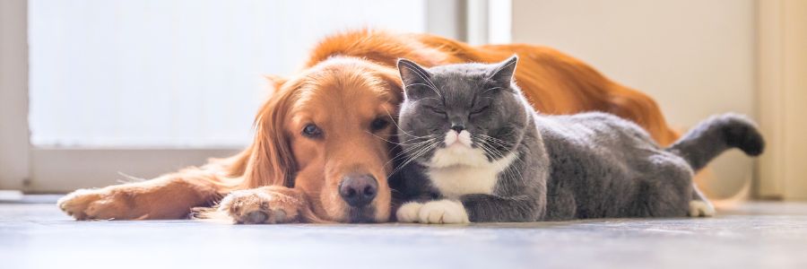 Os cães e gatos precisam de protetor solar? protetor solar