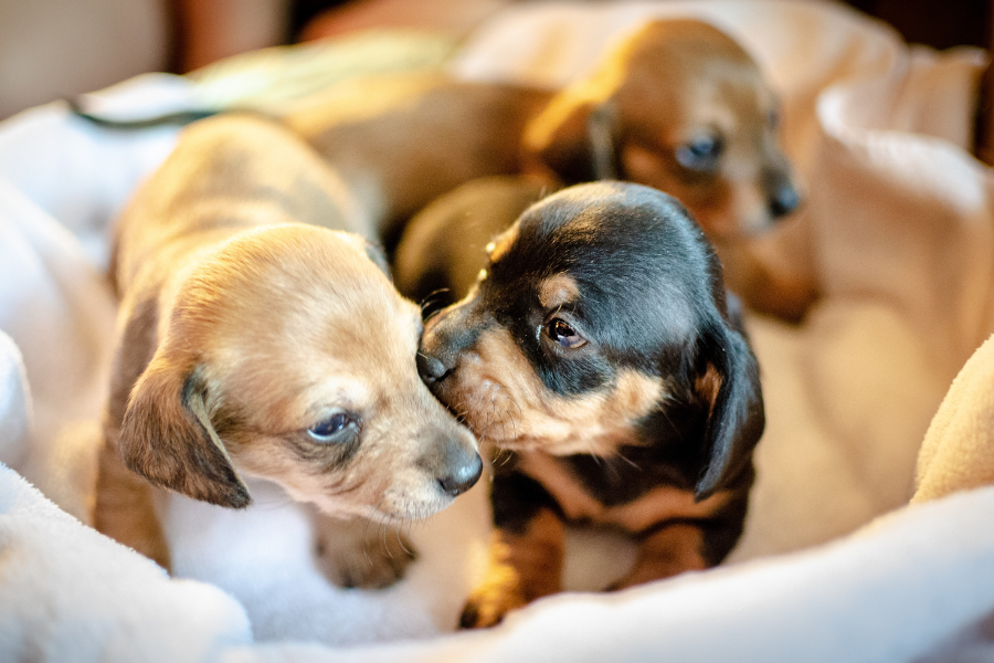 Os melhores conselhos para criar cachorros saudáveis