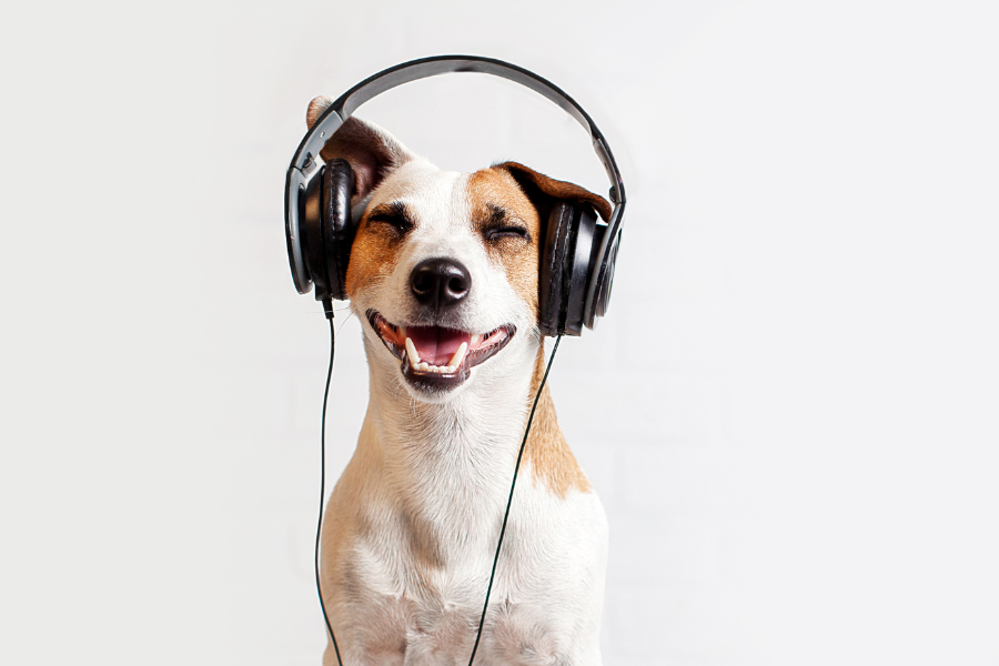 Saúde canina: A influência da música